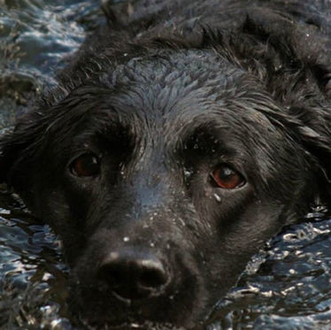 Unlocking Value: How Our Recipe at Black Lab Solutions Transforms IT Services