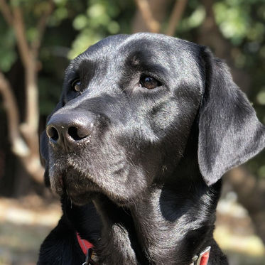 Ensuring Data Security: Why I Prioritize Backups and Incident Response Plans